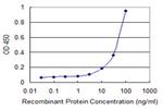 PANX1 Antibody in ELISA (ELISA)