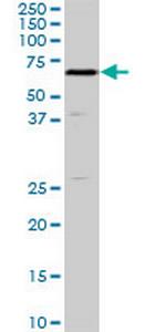 SHC2 Antibody in Western Blot (WB)