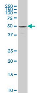 SAMM50 Antibody in Western Blot (WB)