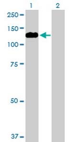 MYRIP Antibody in Western Blot (WB)