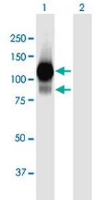 L3MBTL Antibody in Western Blot (WB)