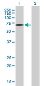 C10orf137 Antibody in Western Blot (WB)