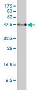 PAI-RBP1 Antibody in Western Blot (WB)