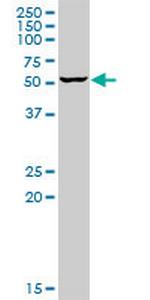 SENP3 Antibody in Western Blot (WB)