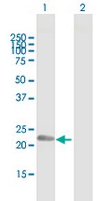 PLDN Antibody in Western Blot (WB)