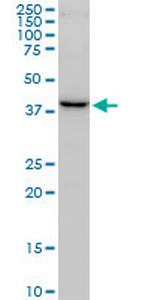 FBXO22 Antibody in Western Blot (WB)