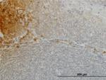 FGF21 Antibody in Immunohistochemistry (Paraffin) (IHC (P))