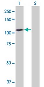 GAPDHS Antibody in Western Blot (WB)