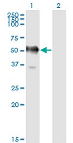 GAPDS Antibody in Western Blot (WB)