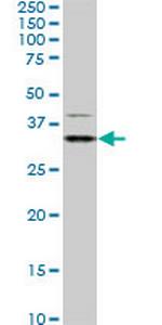 HEYL Antibody in Western Blot (WB)