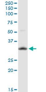 HEYL Antibody in Western Blot (WB)