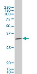 HEYL Antibody in Western Blot (WB)