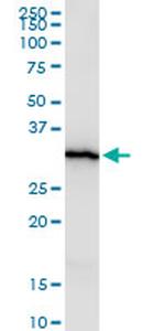 HEYL Antibody in Western Blot (WB)