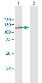 RANBP6 Antibody in Western Blot (WB)