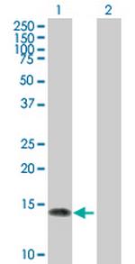 NGFRAP1 Antibody in Western Blot (WB)