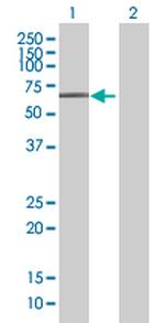 SIGLEC7 Antibody in Western Blot (WB)