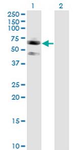 SIGLEC7 Antibody in Western Blot (WB)