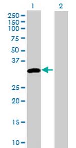 DAPP1 Antibody in Western Blot (WB)