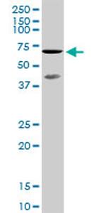 TAF5L Antibody in Western Blot (WB)