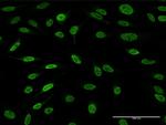 AFF4 Antibody in Immunocytochemistry (ICC/IF)