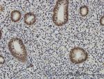 AFF4 Antibody in Immunohistochemistry (Paraffin) (IHC (P))