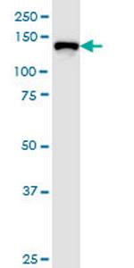 TJP3 Antibody in Western Blot (WB)