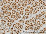 EIF2C2 Antibody in Immunohistochemistry (Paraffin) (IHC (P))