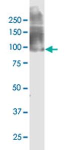 EIF2C2 Antibody in Western Blot (WB)