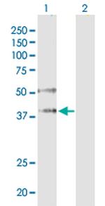 EIF2C2 Antibody in Western Blot (WB)