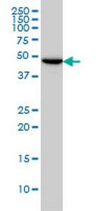 TUBG2 Antibody in Western Blot (WB)