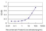 SIGLEC8 Antibody in ELISA (ELISA)