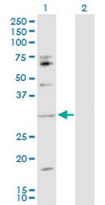 IL17B Antibody in Western Blot (WB)