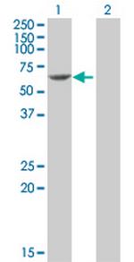 PDCD4 Antibody in Western Blot (WB)