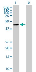 MOCS3 Antibody in Western Blot (WB)