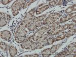 RPS6KA6 Antibody in Immunohistochemistry (Paraffin) (IHC (P))