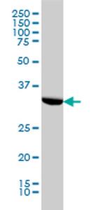 HTRA2 Antibody in Western Blot (WB)