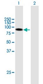 DLL1 Antibody in Western Blot (WB)