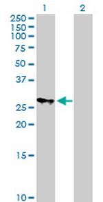 MRPS18B Antibody in Western Blot (WB)