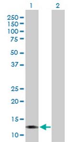 LGALS13 Antibody in Western Blot (WB)