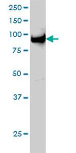 UHRF1 Antibody in Western Blot (WB)