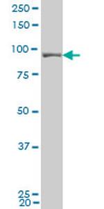 UHRF1 Antibody in Western Blot (WB)