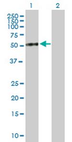 DPP7 Antibody in Western Blot (WB)