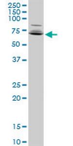 A1CF Antibody in Western Blot (WB)