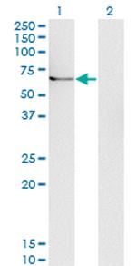 UBQLN1 Antibody in Western Blot (WB)