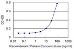 TBX21 Antibody in ELISA (ELISA)