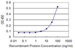 TBX21 Antibody in ELISA (ELISA)