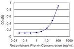 TBX21 Antibody in ELISA (ELISA)