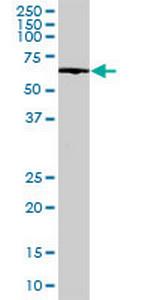 EHD3 Antibody in Western Blot (WB)