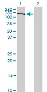 PIK3R4 Antibody in Western Blot (WB)