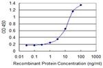 KLK14 Antibody in ELISA (ELISA)